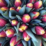 tulipani