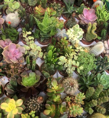 piantine-grasse-succulente-decorative-